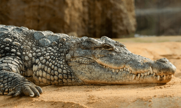 13-foot crocodile