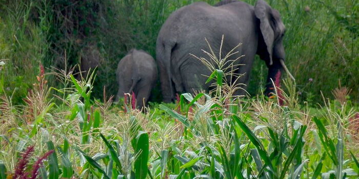 Concern as Elephants Kill Two People in Separate Attacks in Isiolo and Kwale