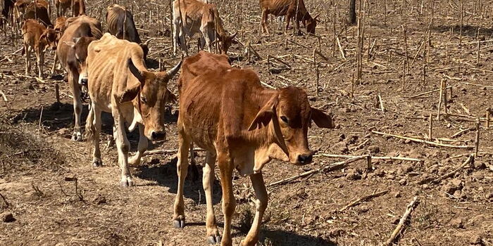 Why Kenya Will Be Hotter for the Next Three Months – Kenya Met Warns